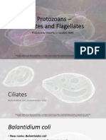 Protozoans - Ciliates and Flagellates