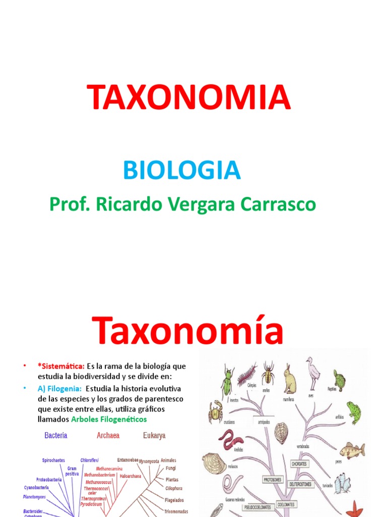 TAXONOMIA | PDF | Hongo | Esponja
