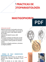 Mastigophoros