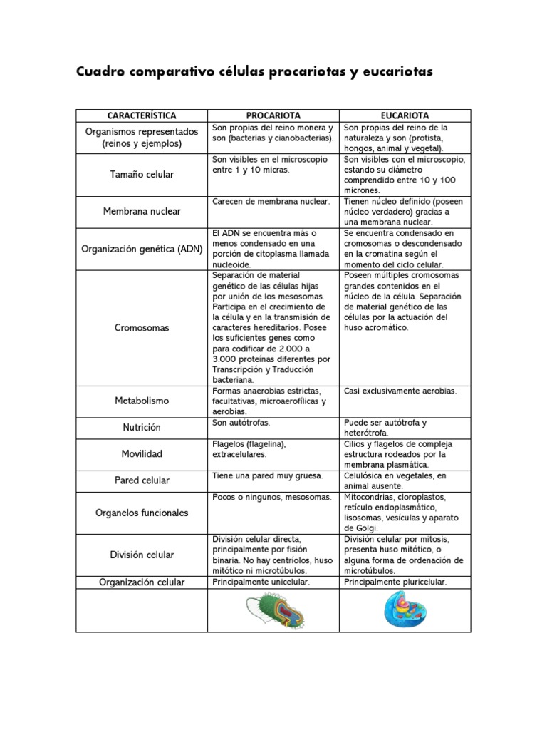 Comparativa de Células Procariotas y Eucariotas | PDF | Biología ...