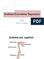 Sceleton Extremitas Superior Is Libera