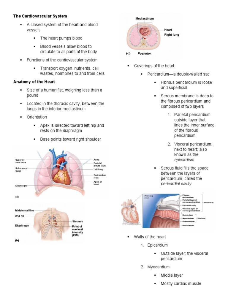 Overview of the Cardiovascular System | PDF | Heart Valve | Heart