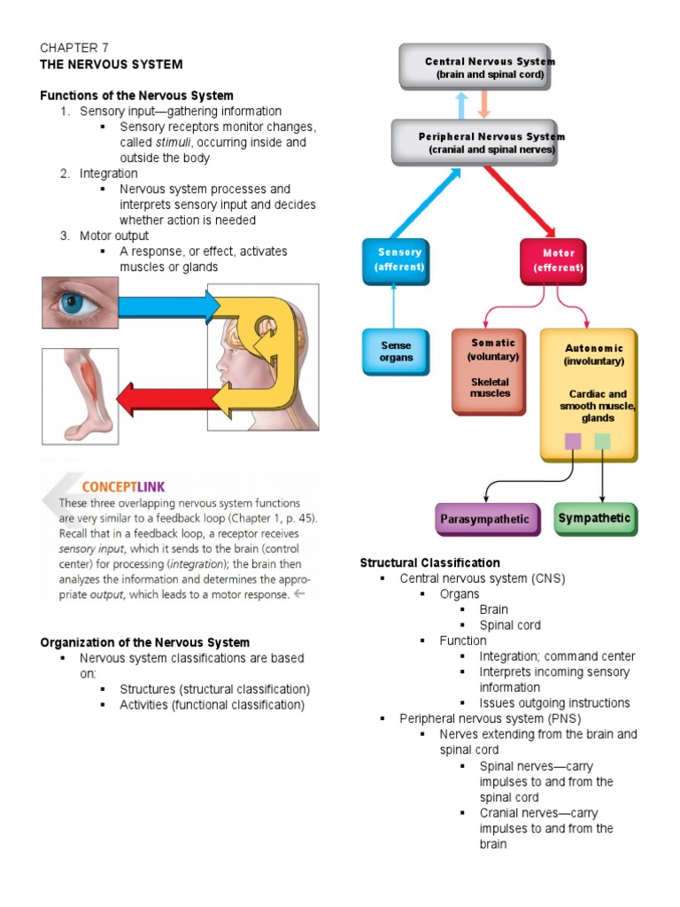 Nervous System Overview and Functions | PDF | Action Potential ...