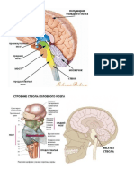 анатомия среднего мозга