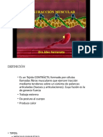 Contracción Del Musculo Esquelético - CONTRACCIÓN MUSCULAR