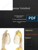 Anatomía de la columna vertebral y el tórax