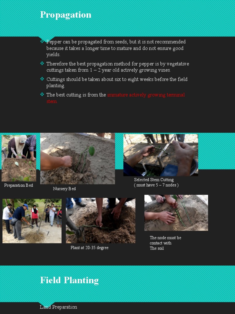 Pepper Propagation PDF Trees Branches Of Botany