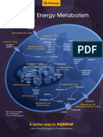 Energy Metabolism Wall Poster