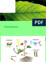 Fotosintesis y Aportes de Cientificos