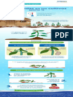 Exp6 Primaria 5y6 Infografia Lasheladas1