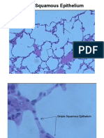 Simple Squamous Epithelium