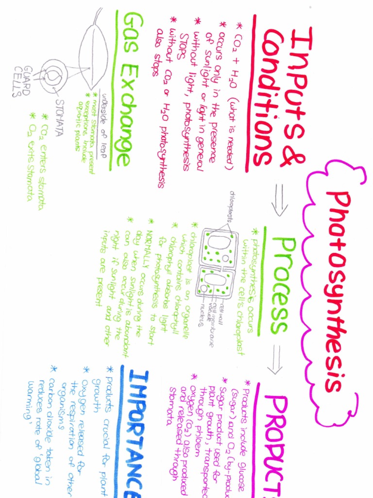 Photosynthesis Concept Map Guide | PDF
