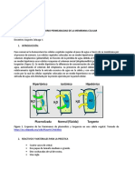 Guia Laboratorio Permeabilidad Celular 2020-2