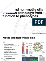 Motile and non-motile cilia: structure, function in health and disease
