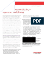 Fluorescent Western Blotting Guide Multiplexing Tech Note