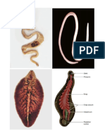 obsevasi biologi