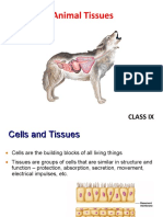 Animal Tissues: Class Ix