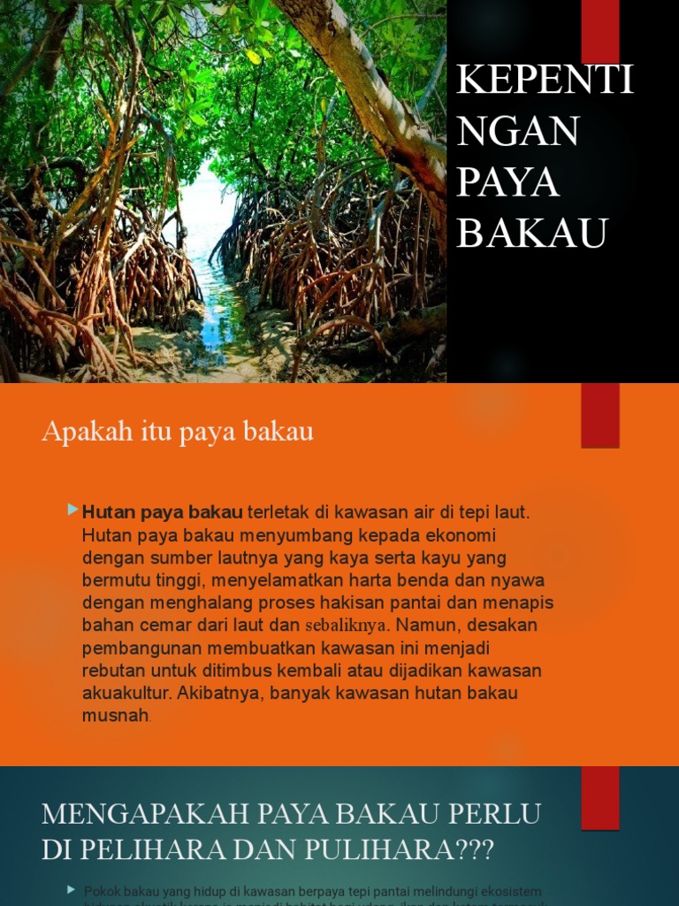 Kepentingan Paya Bakau Pdf
