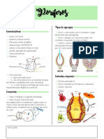 PORÍFEROS