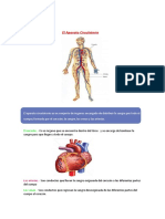 El Aparato Circualtorio