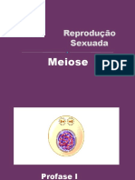 Meiose_2010_