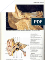 Rochen J.W. Yokochi C. - Anatomia Człowieka. Atlas Fotograficzny 04 - Ucho