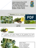 Mamona apresentação PDF