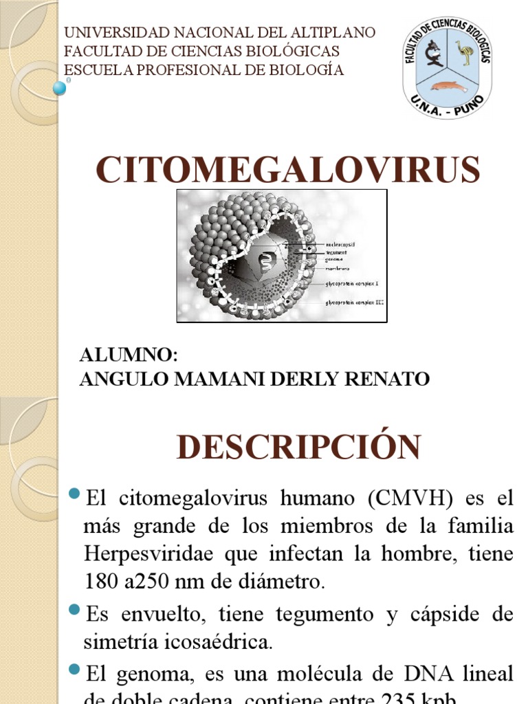 Citomegalovirus: Estructura y Patología | PDF | Virus | Microbiología
