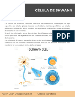 Células de Shwann