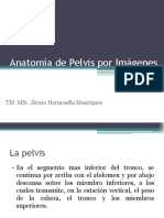 6 Anato Pelvis