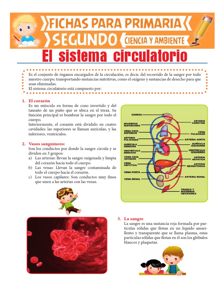 Sistema Circulatorio para Segundo de Primaria | PDF | Sistema ...