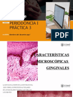 Periodoncia I Práctica 3 Histologia Gingival