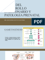 Bases Del Desarrollo Embrionario y Patología Prenatal