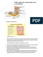 Lapisan Kulit Dan Luka (2
