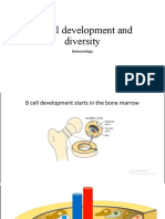 B Cell Development