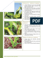 Calcium (Ca) - Deficiency Symptoms