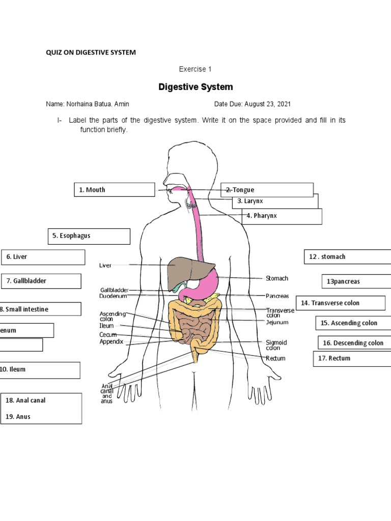 Quiz On Digestive System PDF Human Digestive System