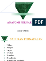 Anatomi Pernafsan