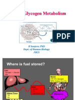 HB09 Glycogen Metabolism