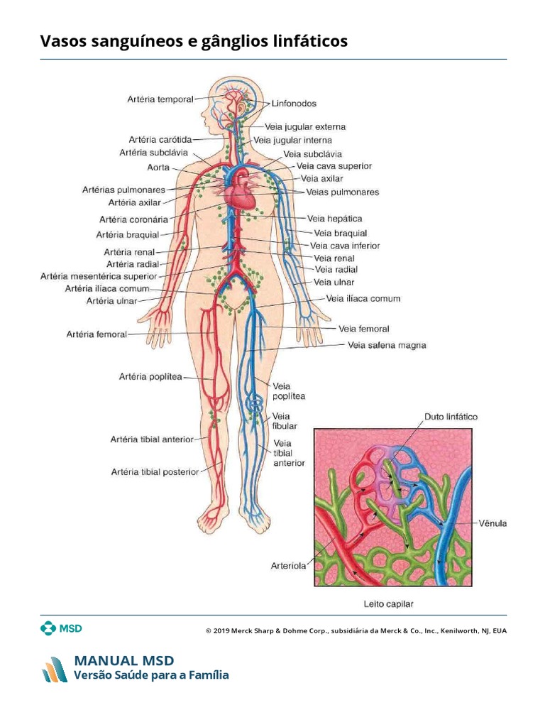 Fatos rápidos: Biologia do coração - Manual MSD Versão Saúde para