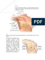 Examen Físico de Mamas y Gineco-Obstétrico