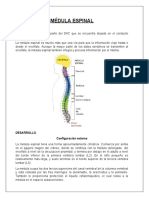 Configuración Externa e Interna de La Médula Espinal