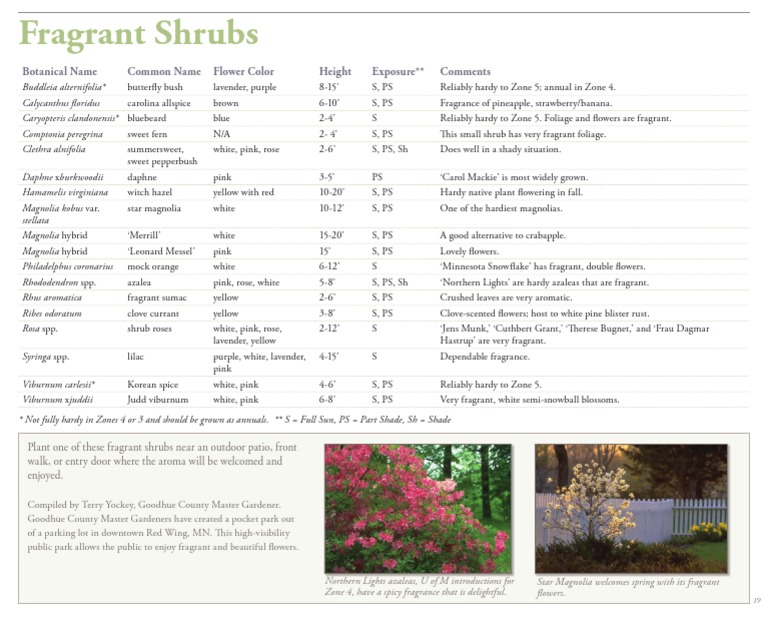 Fragrant Shrubs for Your Garden | PDF | Plants | Horticulture And Gardening