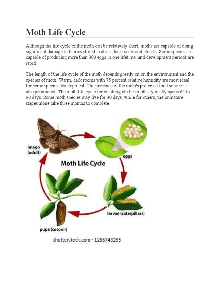 Moths Life Cycle PDF