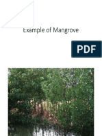 Example of Mangrove