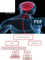 Central Nervous System