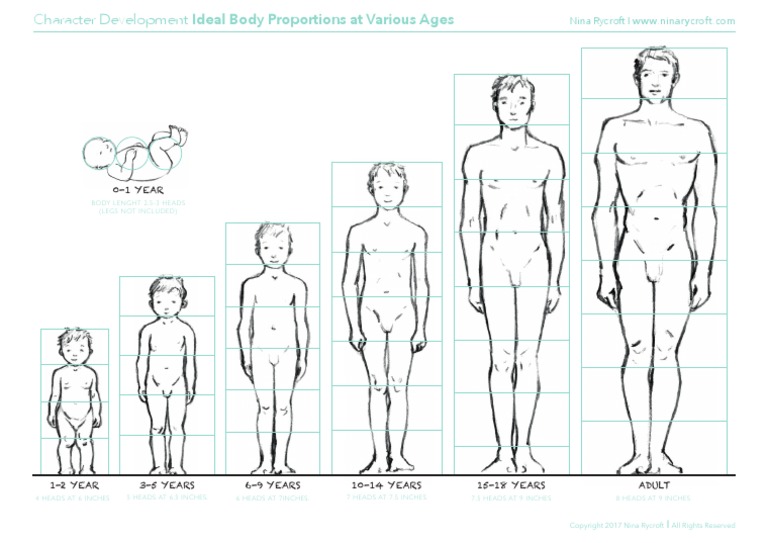 Body Proportion Handout | PDF