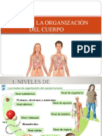 Tema 1 Organización Cuerpo Humano