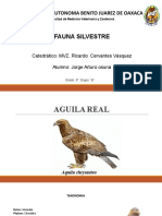 Aguila Realjorge Arturo Osuna