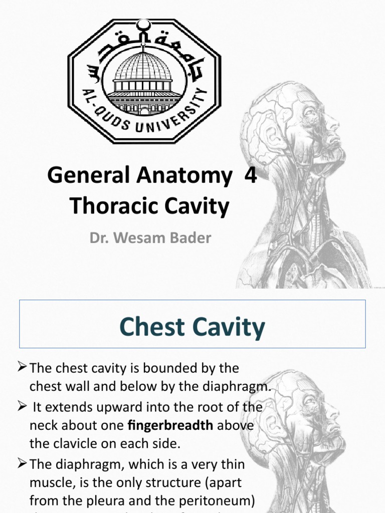 General Anatomy 4 Thoracic Cavity: Dr. Wesam Bader | PDF | Lung | Thorax